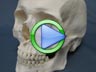 Human Skull Bones Video
